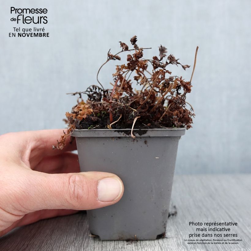Spécimen de Athyrium niponicum Ursula's Red - Fougère japonaise Godet de 8/9 cm tel que livré en automne