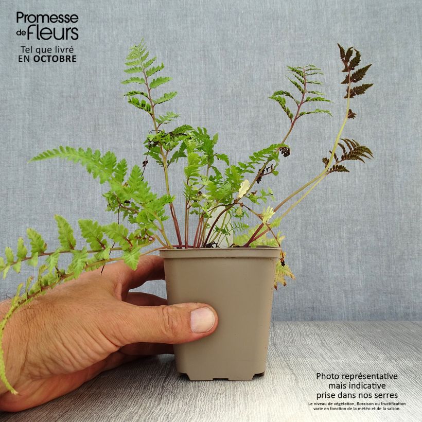 Spécimen de Athyrium niponicum var. pictum Red Beauty - Fougère femelle du Japon Godet de 8/9 cm tel que livré en automne