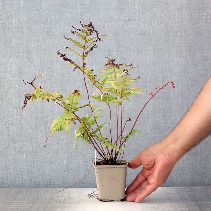 Spécimen de Athyrium otophorum var. okanum - Fougère femelle du Japon Godet de 8/9 cm tel que livré en été