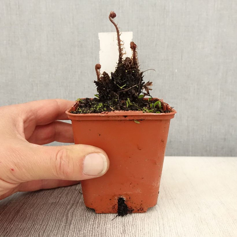 Spécimen de Athyrium otophorum var. okanum - Fougère femelle du Japon Godet de 9cm tel que livré au printemps