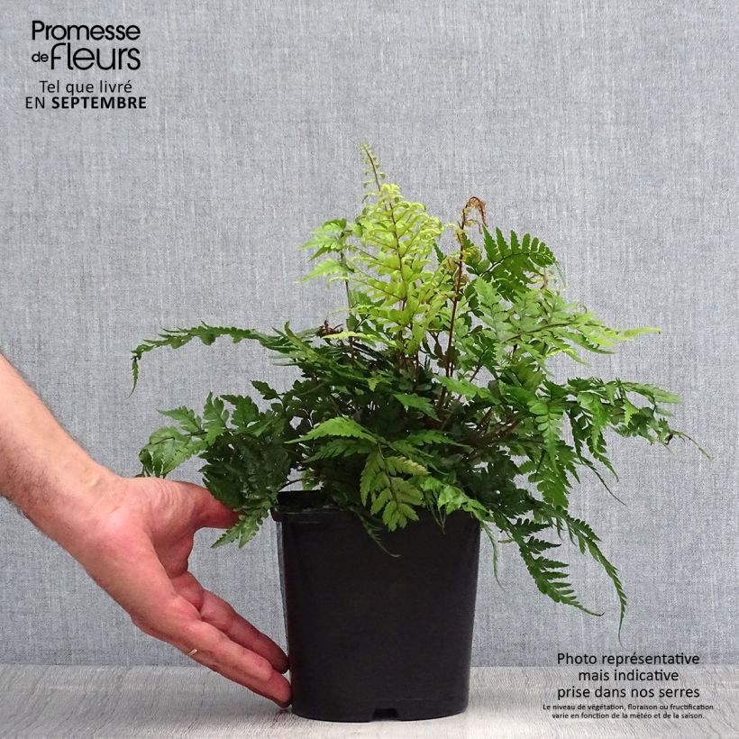 Spécimen de Athyrium otophorum var. okanum - Fougère femelle du Japon Pot de 2L/3L tel que livré en été