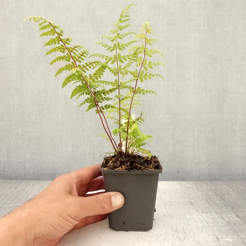 Spécimen de Athyrium vidalii - Fougère de Vidal Godet de 8/9 cm tel que livré en été