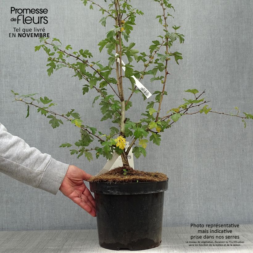 Spécimen de Aubépine - Crataegus laevigata Paul's Scarlet Pot de 7,5L/10L tel que livré en automne