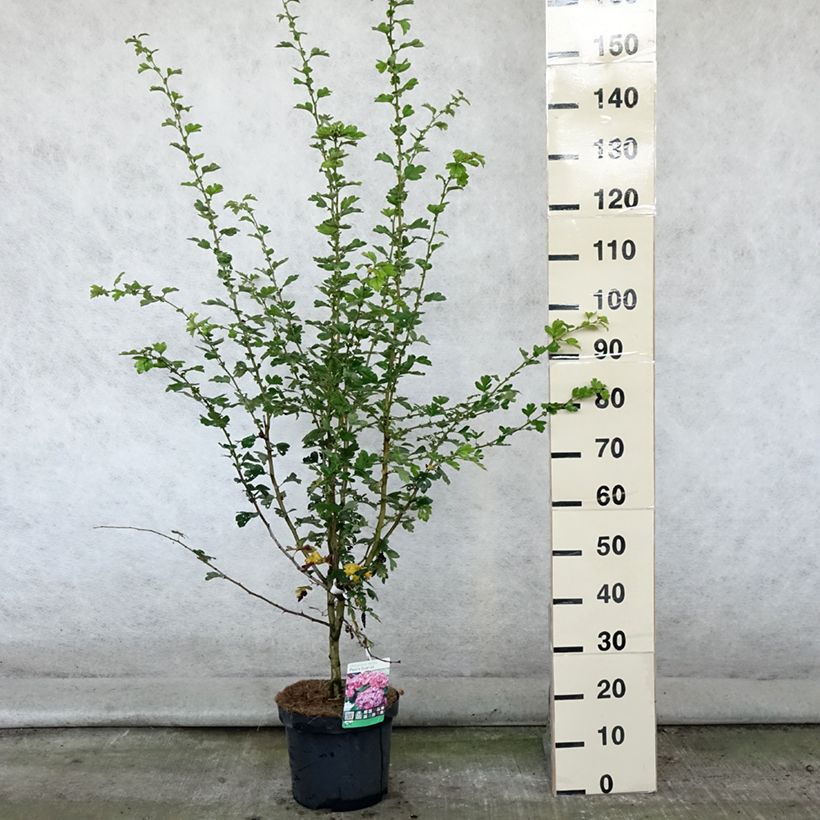 Spécimen de Aubépine - Crataegus laevigata Paul's Scarlet Pot de 7,5L/10L tel que livré en été