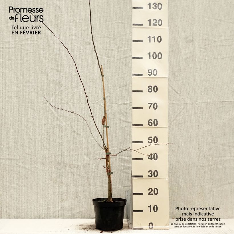 Spécimen de Crataegus laevigata Princesse Sturdza - Aubépine lisse Pot de 4L/5LHauteur livrée env. 60/80cm tel que livré en hiver