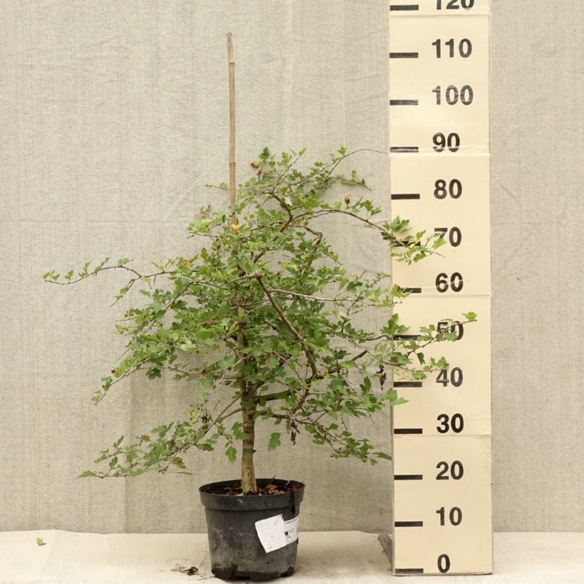 Spécimen de Aubépine - Crataegus monogyna Xanthocarpa - Pot de 3L/4L tel que livré en été