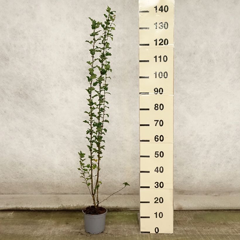 Spécimen de Aubépine, Epine blanche - Crataegus monogyna Pot de 2L/3L tel que livré en été