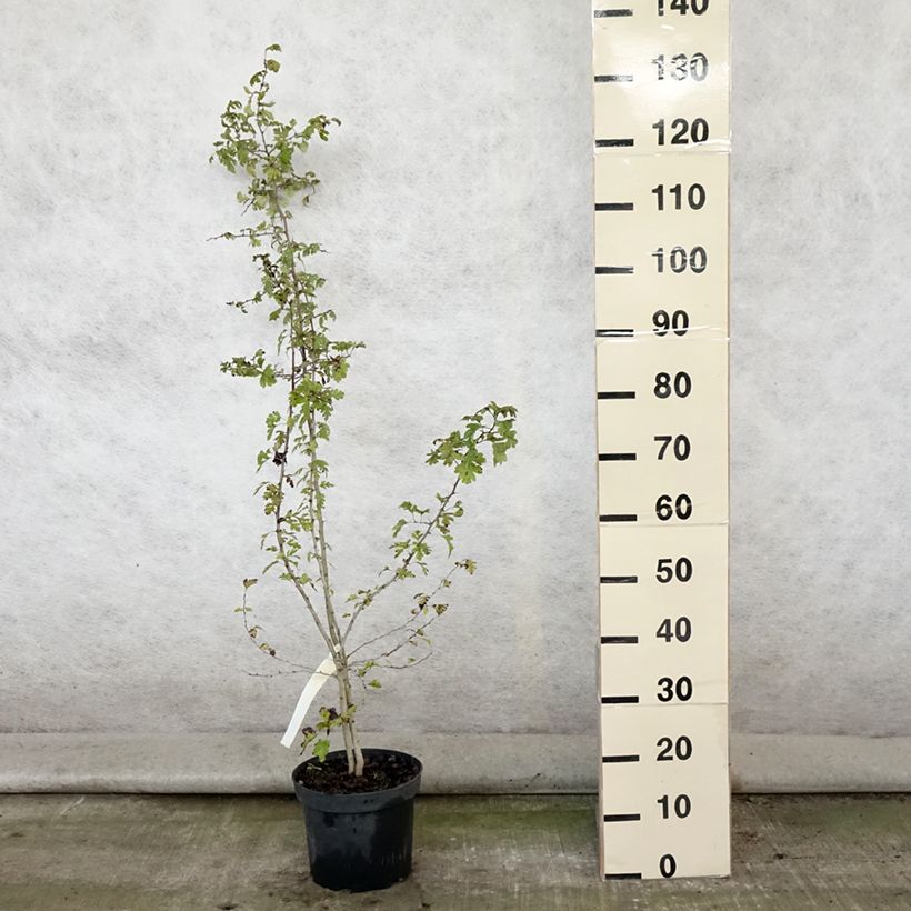 Spécimen de Aubépine, Epine blanche - Crataegus monogyna Pot de 4L/5L tel que livré en été