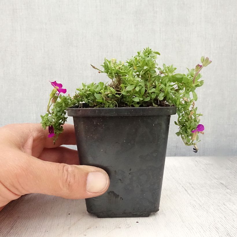 Spécimen de Aubrieta Bressingham Red - Aubriète rouge Godet de 8/9 cm tel que livré en été