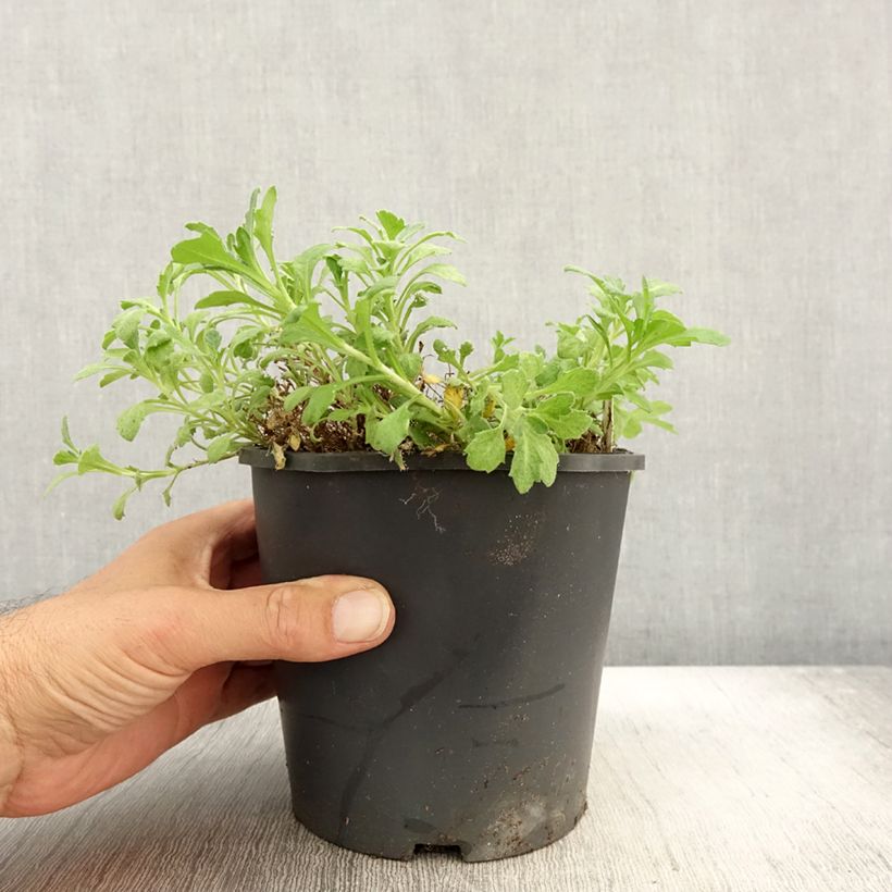 Spécimen de Aubriète bleue - Aubrieta Cascade Blue Pot de 2L/3L tel que livré en automne