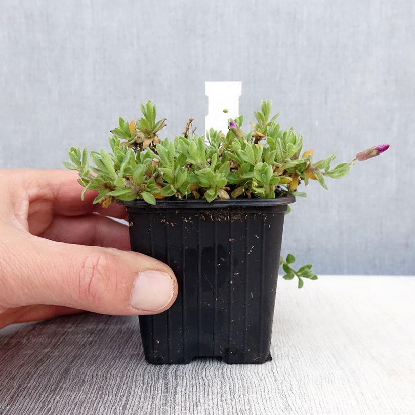 Spécimen de Aubriète Florado Rose-Red - Aubrieta gracilis Godet 8cm tel que livré au printemps