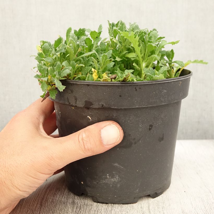 Spécimen de Aubriète rouge - Aubrieta Cascade Red Pot de 2L/3L tel que livré en été