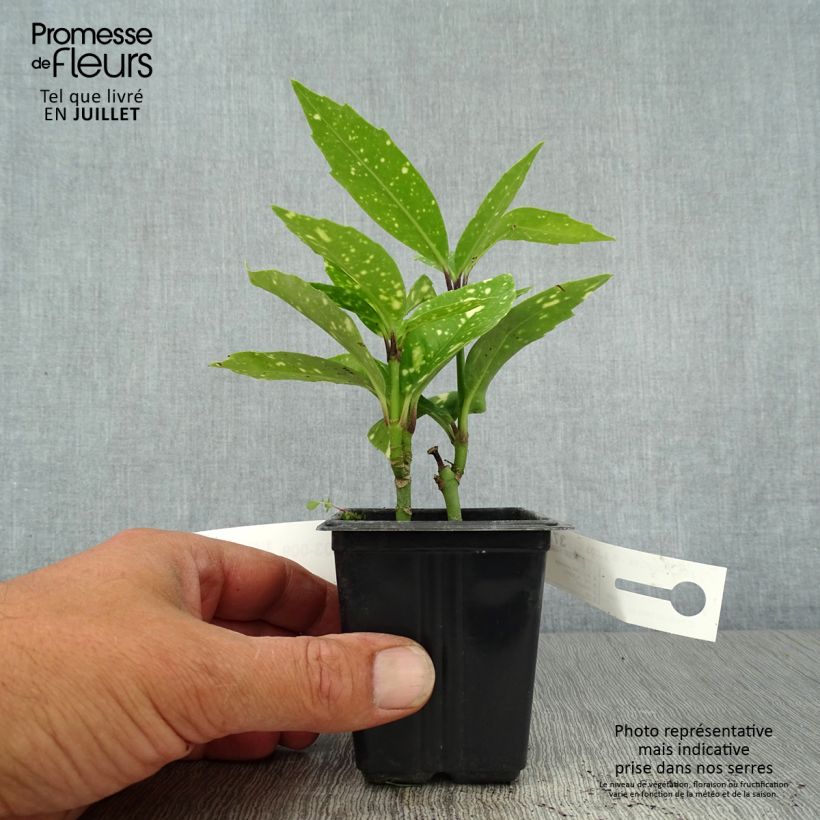 Spécimen de Aucuba japonica Crotonifolia Godet de 8/9 cm tel que livré en été