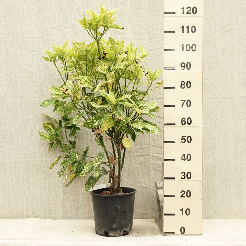 Spécimen de Aucuba japonica Crotonifolia Pot de 7,5L/10L tel que livré en été