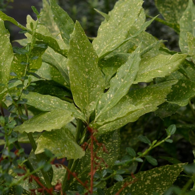 Aucuba japonica Variegata (Feuillage)