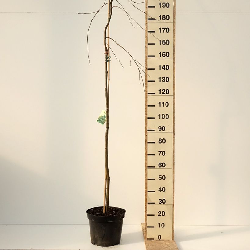 Spécimen de Aulne blanc pleureur - Alnus incana Pendula - Pot de 7,5L/10L tel que livré en hiver