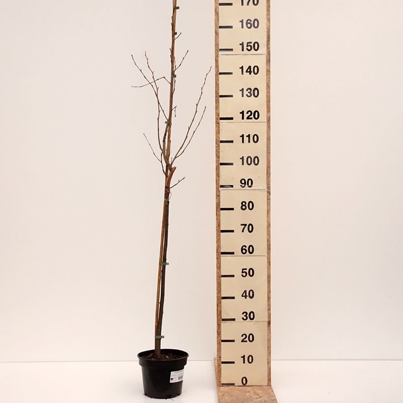 Spécimen de Aulne glutineux - Alnus glutinosa Aurea - Pot de 4L/5L tel que livré en hiver