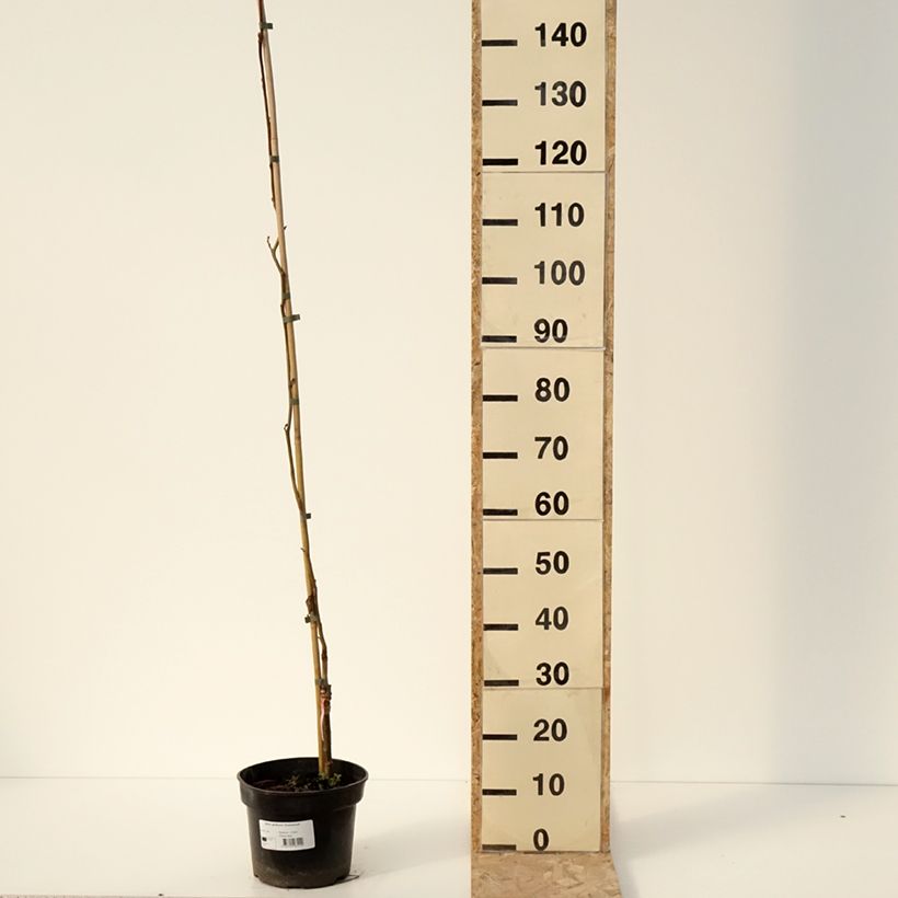 Spécimen de Aulne glutineux - Alnus glutinosa Greenwood - Pot de 4L/5L tel que livré en hiver