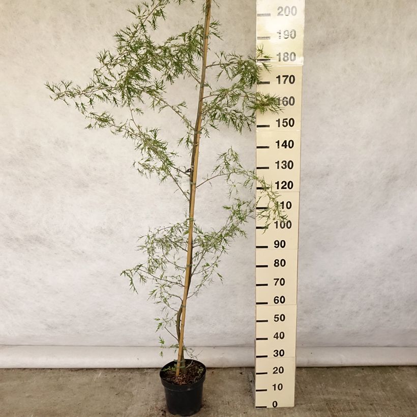 Spécimen de Aulne glutineux - Alnus glutinosa Imperialis Pot de 7,5L/10L tel que livré en été