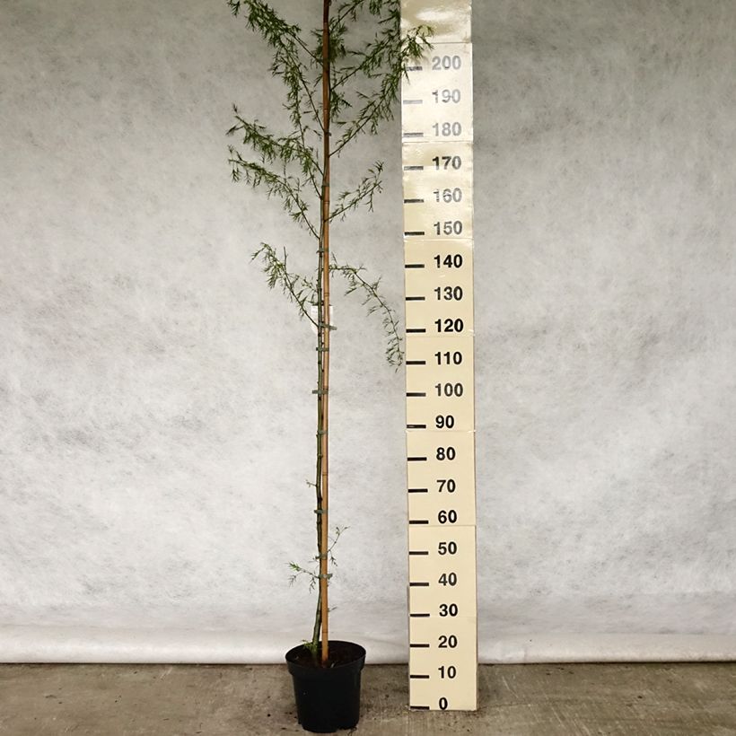 Spécimen de Aulne glutineux - Alnus glutinosa Imperialis Pot de 7,5L/10L tel que livré au printemps