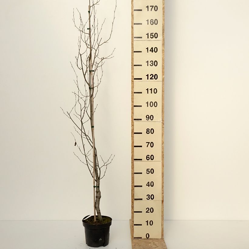 Spécimen de Aulne glutineux - Alnus glutinosa Laciniata - Pot de 4L/5L tel que livré en hiver