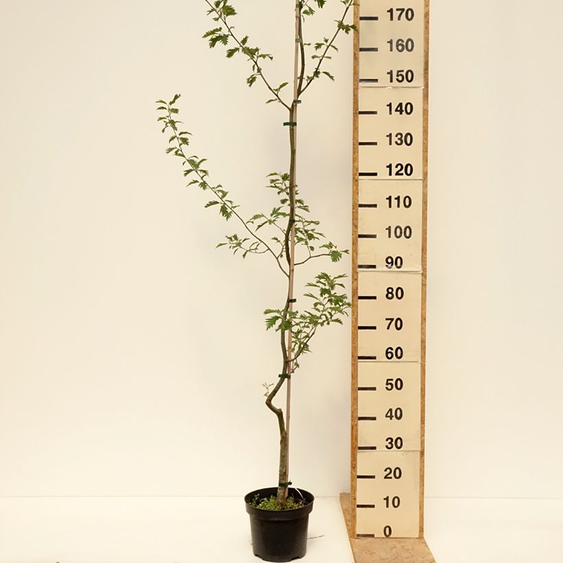 Spécimen de Aulne glutineux - Alnus glutinosa Laciniata Pot de 4L/5L tel que livré au printemps