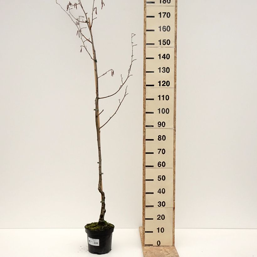 Spécimen de Aulne glutineux - Alnus glutinosa Luszyn - Pot de 4L/5L tel que livré en hiver