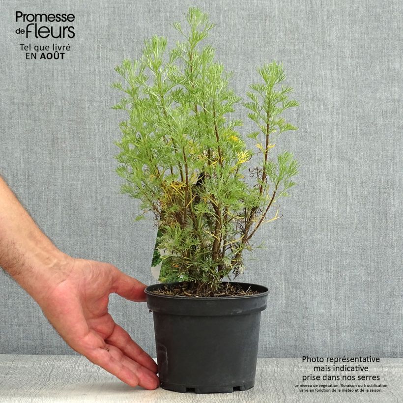 Spécimen de Aurone - Artemisia abrotanum Pot de 1,5L/2L tel que livré en été