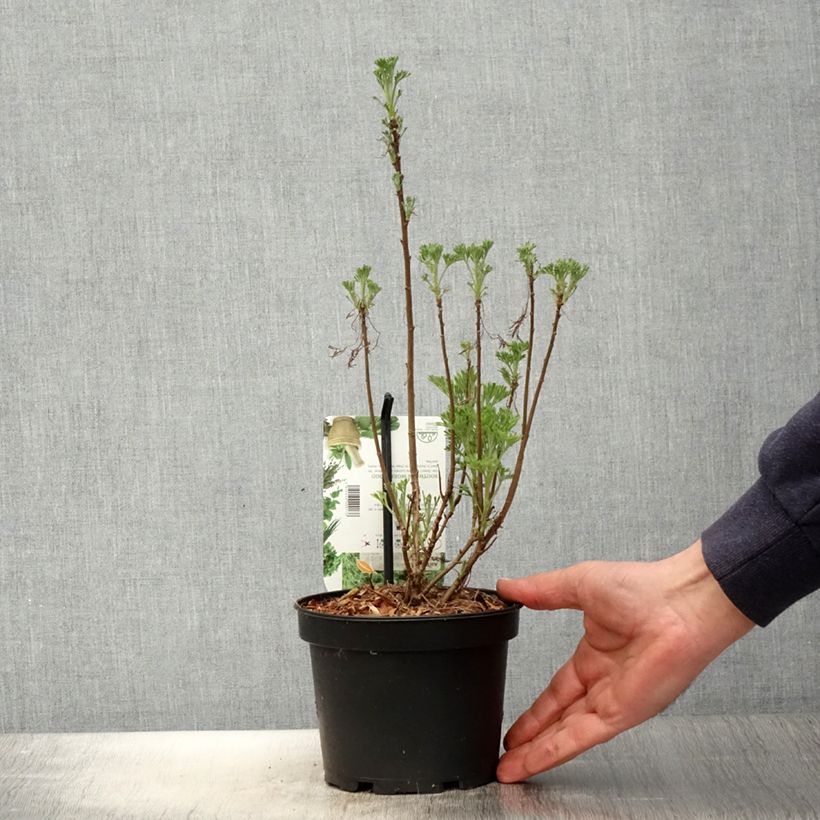 Spécimen de Aurone - Artemisia abrotanum - Pot de 1.5L/2L tel que livré au printemps