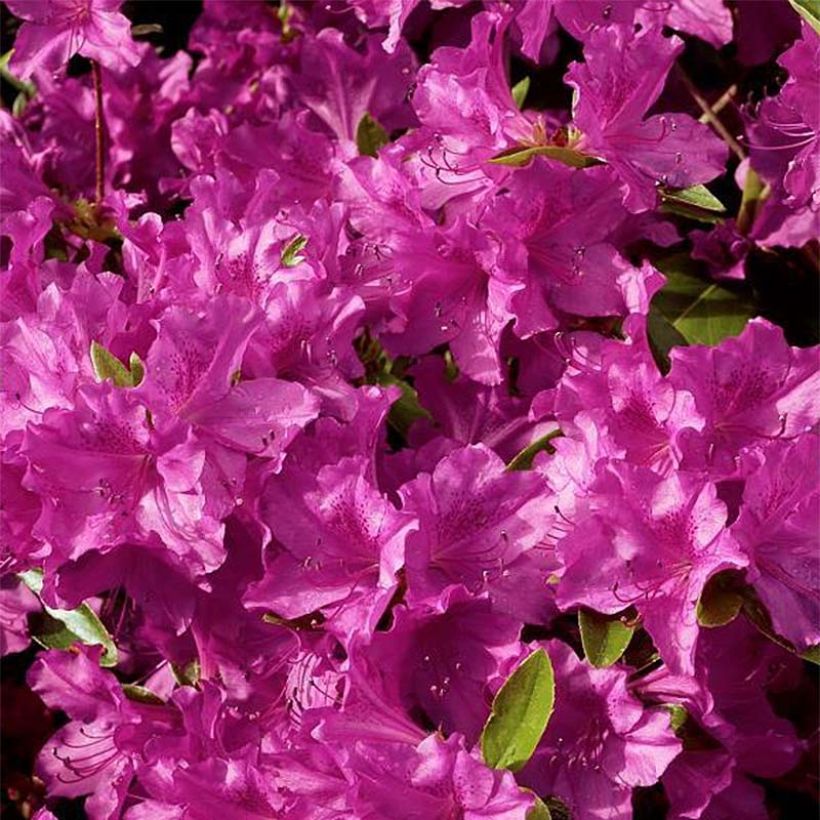 Azalée du Japon Purple Splendor - Rhododendron hybride (Floraison)