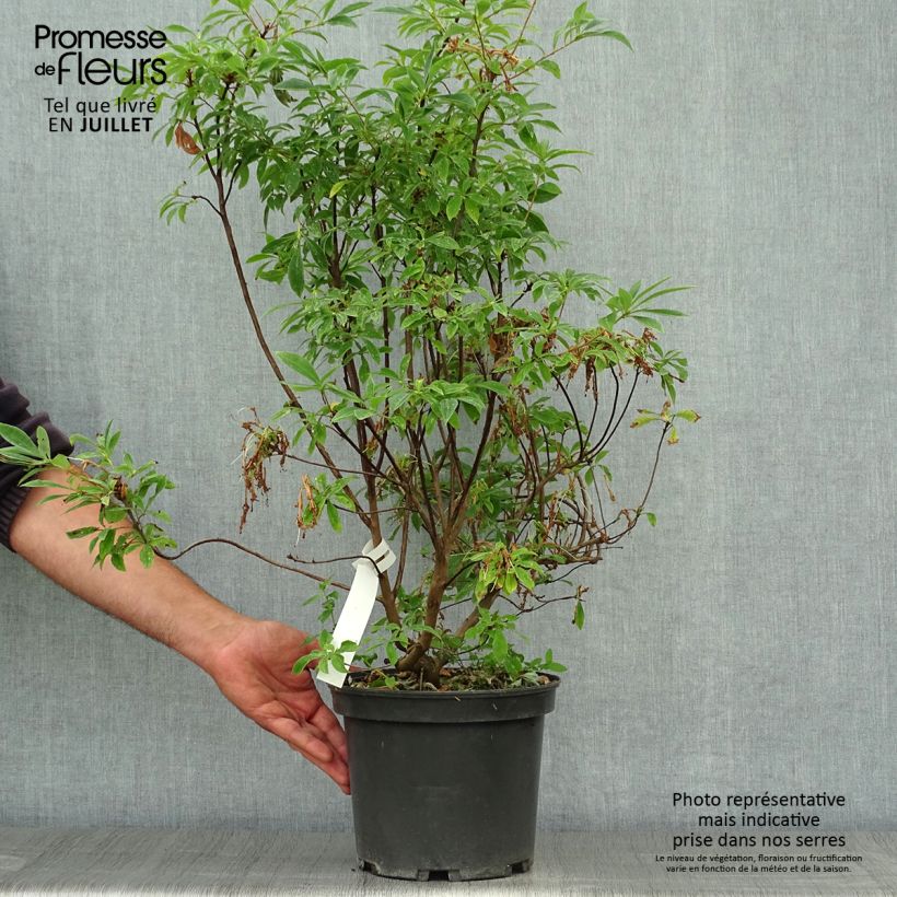 Spécimen de Azalée caduque - Azalea canescens Pot de 4L/5L tel que livré en été