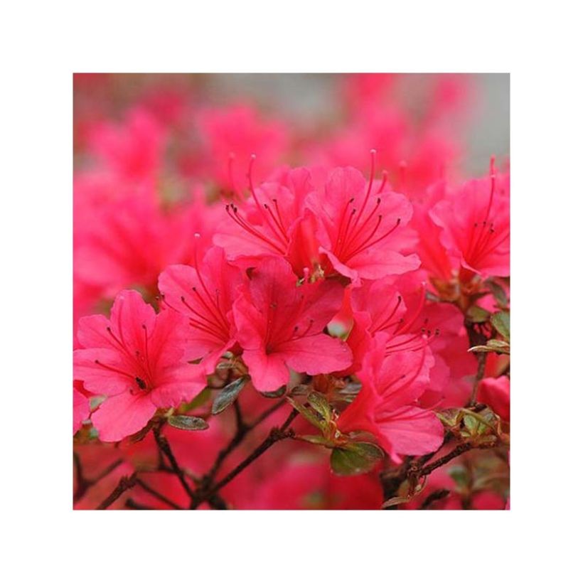 Azalée japonaise - Azalea japonica Madame Galle (Floraison)