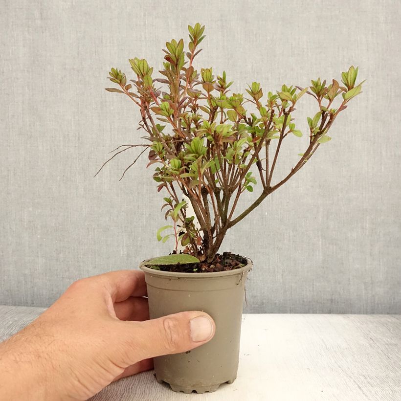 Spécimen de Azalée du Japon Moederdag - Rhododendron japonica Godet de 8/9 cm tel que livré en été