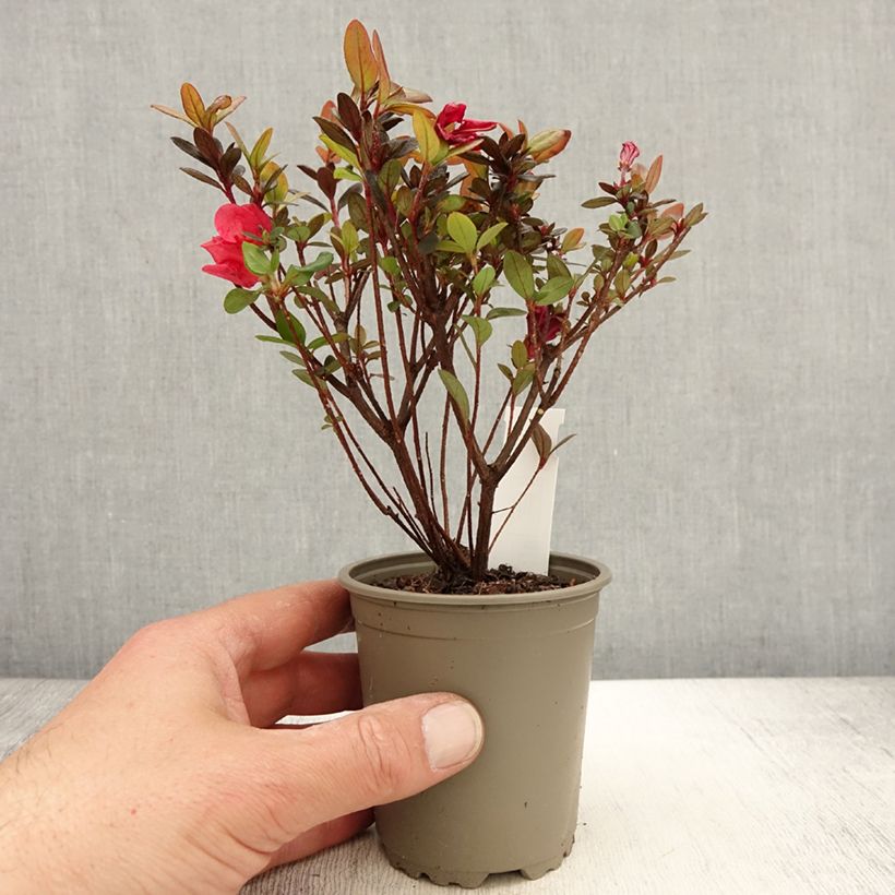 Spécimen de Azalée du Japon Moederdag - Rhododendron japonica Godet de 8/9 cm tel que livré au printemps