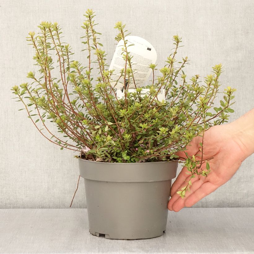 Spécimen de Azalea serpyllifolium - Rhododendron - Pot de 3L/4L tel que livré au printemps