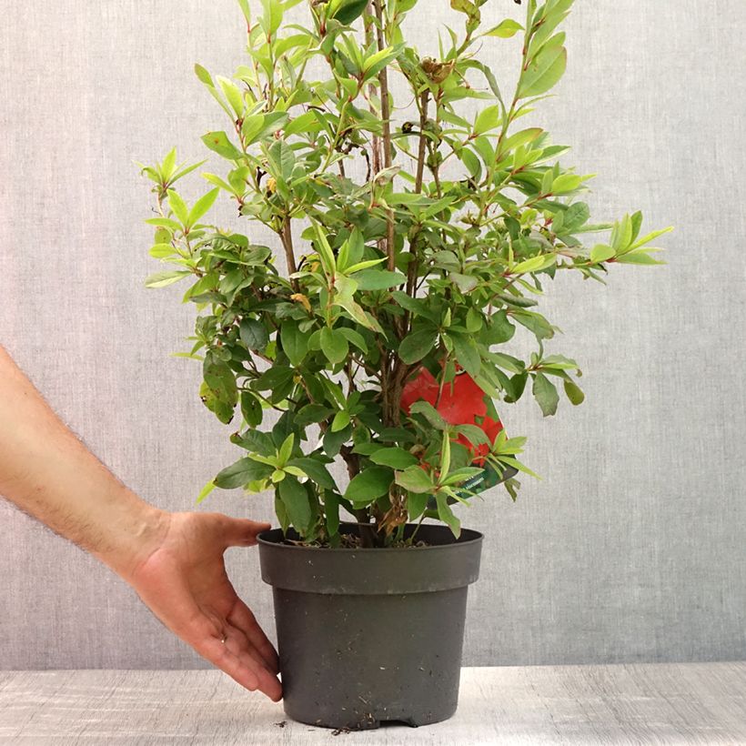 Spécimen de Azalée de Chine Karminduft - Rhododendron viscosum  Pot de 4L/5L tel que livré en été