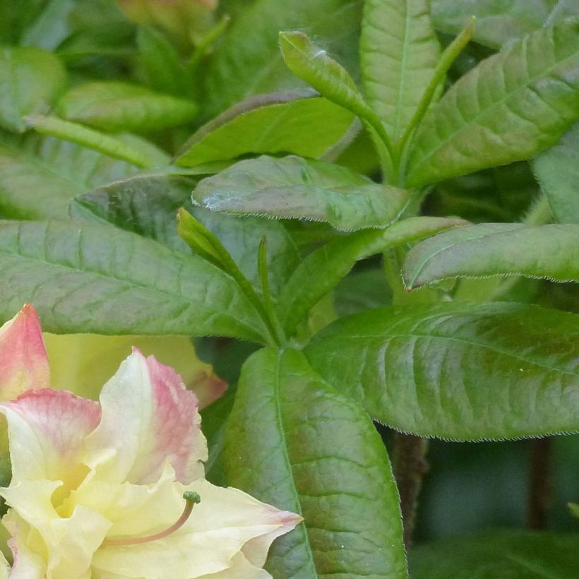 Azalée de Chine Cannon's Double - Rhododendron hybride (Feuillage)