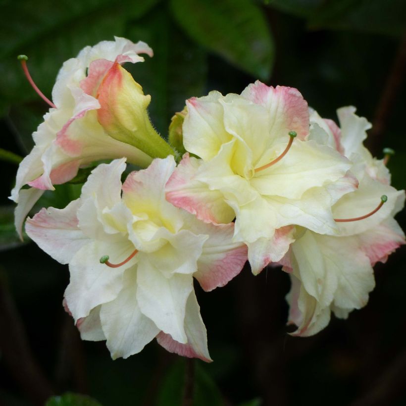 Azalée de Chine Cannon's Double - Rhododendron hybride (Floraison)
