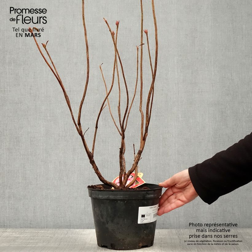 Spécimen de Azalée de Chine Cecile - Azalea mollis Pot de 4L/5L tel que livré au printemps