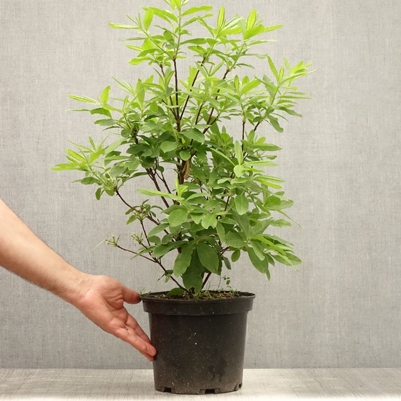 Spécimen de Azalée de Chine Delicatissima - Rhododendron (x) occidentale Pot de 4L/5L tel que livré en été