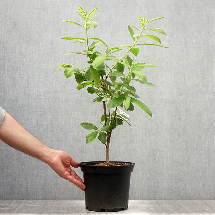Spécimen de Azalée de Chine Demoiselles de Boutiguery Aurora - Rhododendron hybride Pot de 4L/5L tel que livré en été