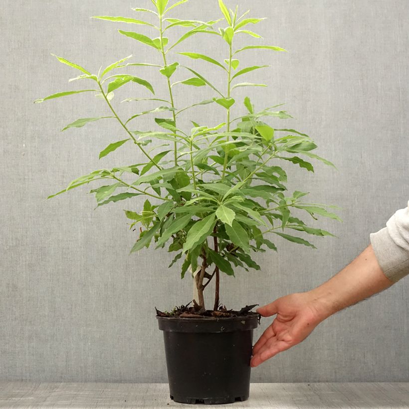 Spécimen de Azalée de Chine Demoiselles de Boutiguery Idylla - Rhododendron hybride Pot de 4L/5L tel que livré en été