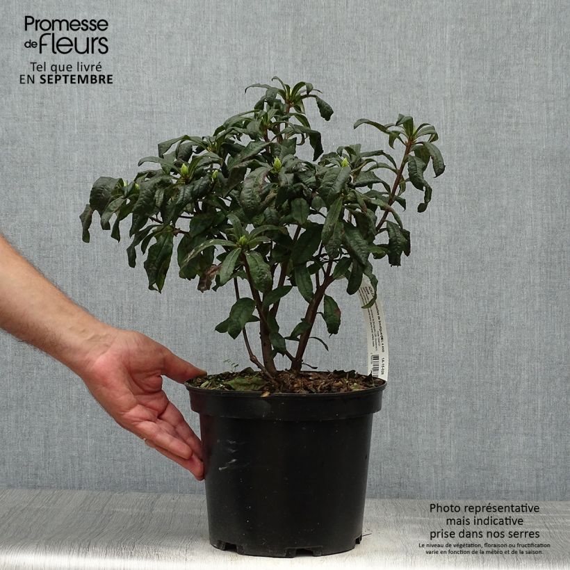 Spécimen de Azalée de Chine Demoiselles de Boutiguery Kassia - Rhododendron hybride Pot de 4L/5L tel que livré en automne