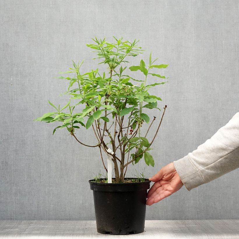 Spécimen de Azalée de Chine Demoiselles de Boutiguery Kassia - Rhododendron hybride Pot de 4L/5L tel que livré en été