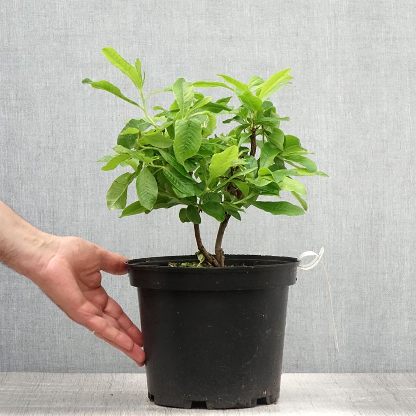 Spécimen de Azalée de Chine Demoiselles de Boutiguery Nella - Rhododendron hybride Pot de 4L/5L tel que livré en été