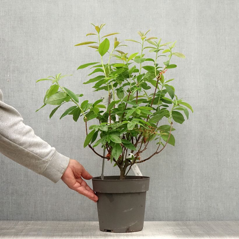 Spécimen de Azalée de Chine Fire Ball - Rhododendron hybride orange vif Pot de 4L/5L tel que livré en été