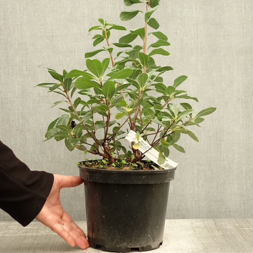 Spécimen de Azalée de Chine Fragrant Star - Rhododendron (x) atlanticum Pot de 4L/5L tel que livré en automne