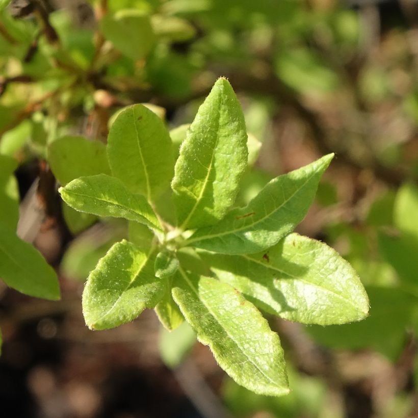 Azalée de Chine Fraseri - Rhododendron (Feuillage)