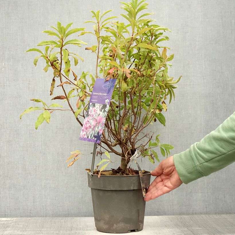 Spécimen de Azalée de Chine Fraseri - Rhododendron  Pot de 4L/5L tel que livré en été
