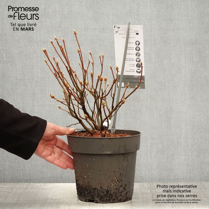 Spécimen de Azalée de Chine Fraseri - Rhododendron  - Pot de 4L/5L tel que livré au printemps